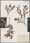 Foto von Salix aurita L. x Salix myrtilloides L.